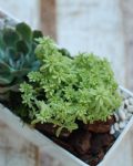 福祿桐組合小盆景 Polyscias Arrangement